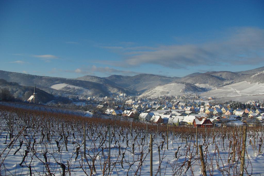 vignes d'Alsace