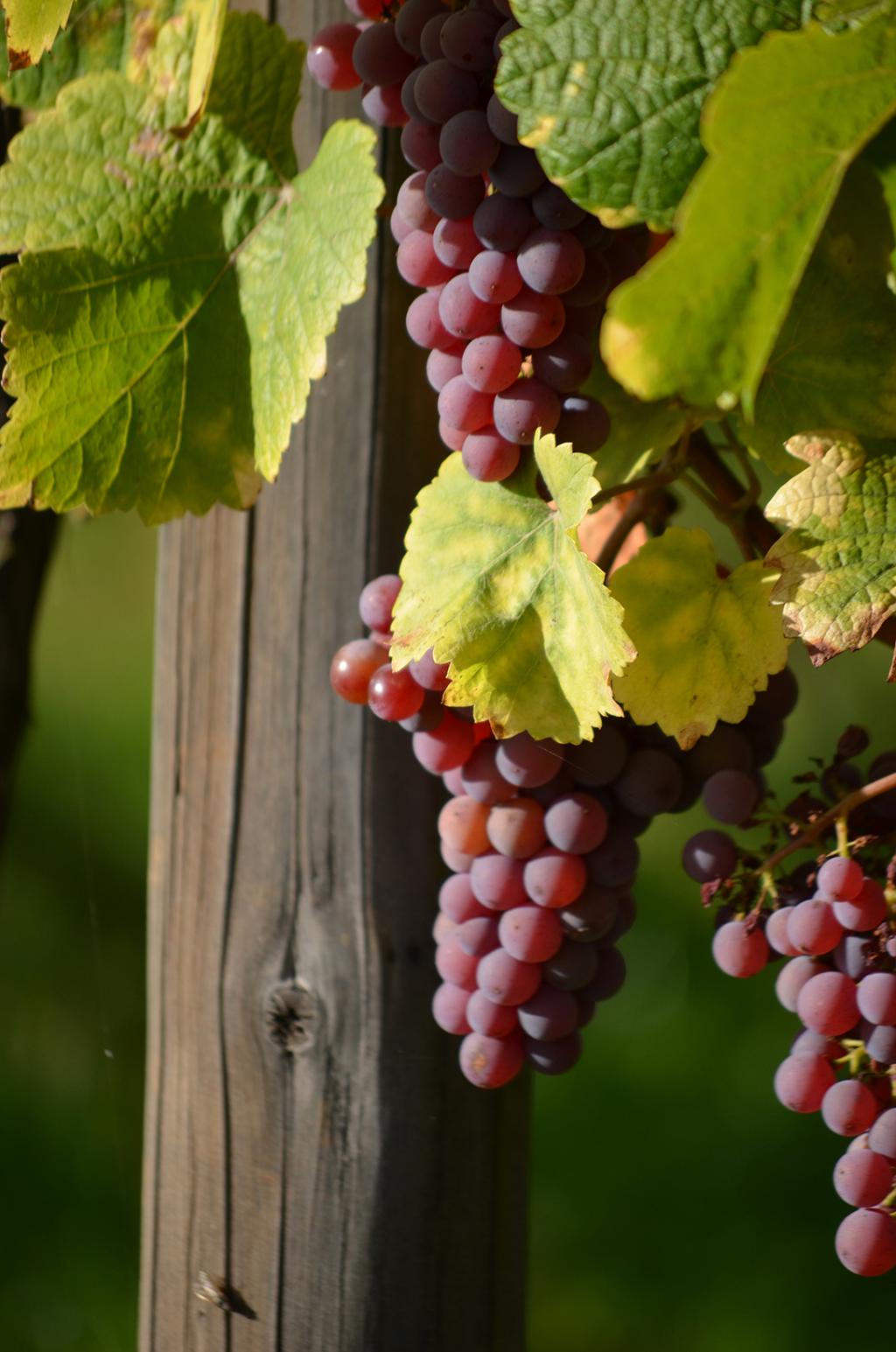 raisin dans la vigne