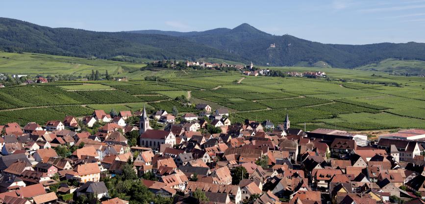 Découvrir les 51 Grands Crus d'Alsace